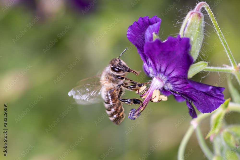 Bee pollinates Geranium phaeum „ Lilly Lovell“ Bee pollinates Geranium phaeum „ Lilly Lovell“