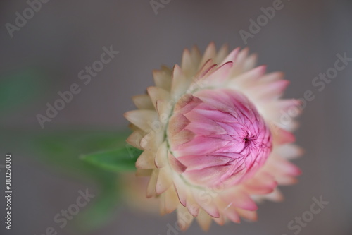 Pink flower on a green stem  on a blurred background