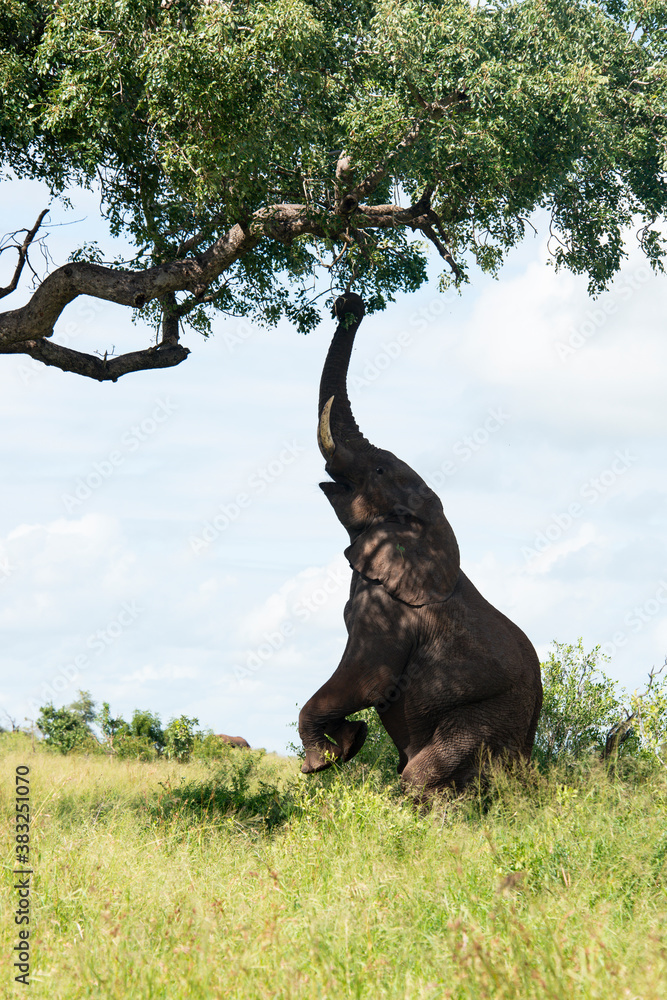 Fototapeta premium Éléphant d'Afrique, Loxodonta africana, Parc national Kruger, Afrique du Sud