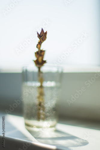 little branch in glas of water © Iuliia Tregub