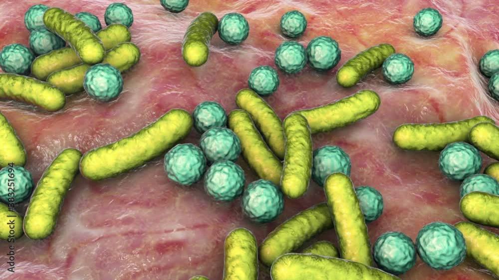 Bacteria of different shapes, rod-shaped bacteria and cocci, human ...
