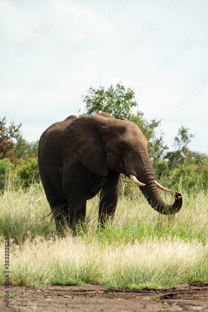 Fototapeta premium Éléphant d'Afrique, Loxodonta africana, Parc national Kruger, Afrique du Sud