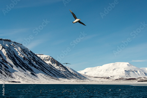 Tableau sur toile Fulmar boréal,  Pétrel fulmar,