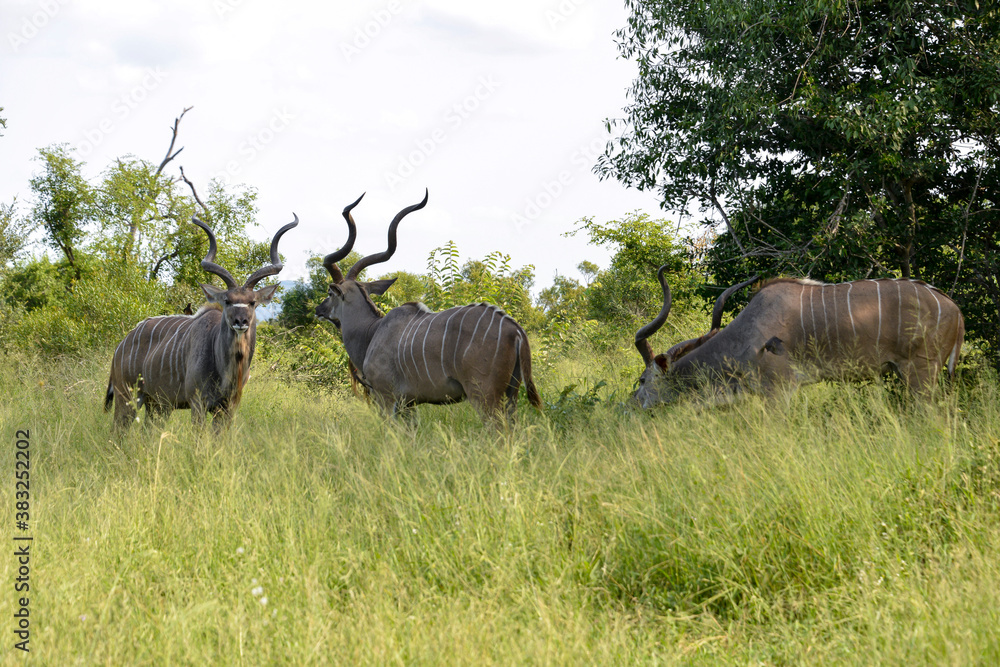 Grand koudou, Tragelaphus strepsiceros, mâle, Parc national Kruger, Afrique du Sud