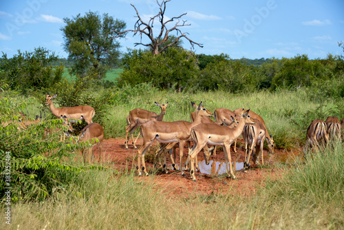 Impala  femelle  Aepyceros melampus