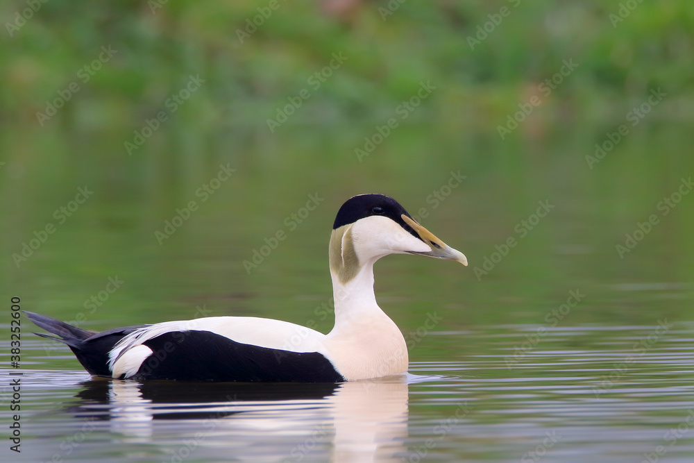 Common eider. Bird in breeding plumage, male. Somateria mollissima Common eider. Bird in breeding plumage, male. Somateria mollissima