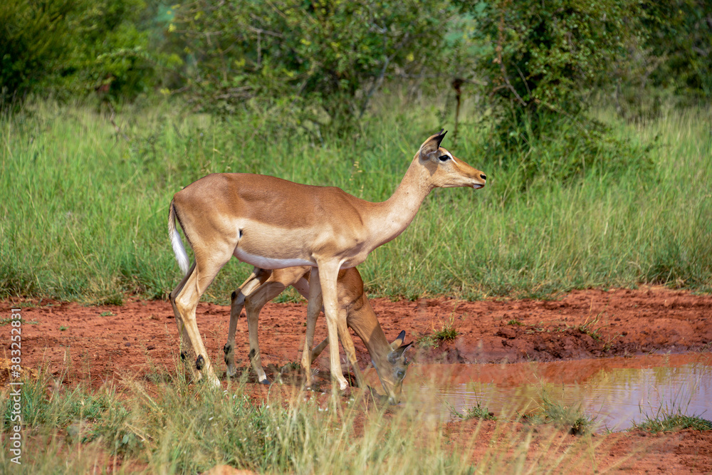 Fototapeta premium Impala, femelle, Aepyceros melampus