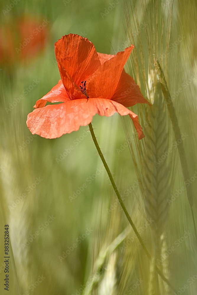 Fototapeta premium Coquelicot..