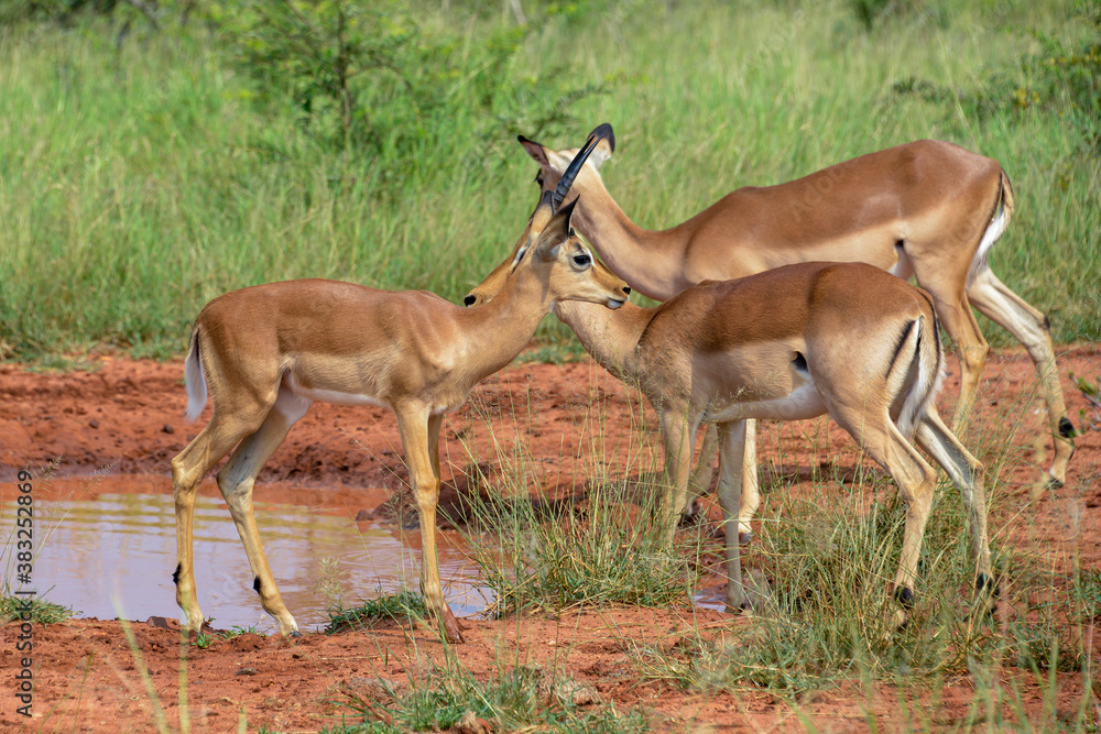 Impala, femelle, Aepyceros melampus