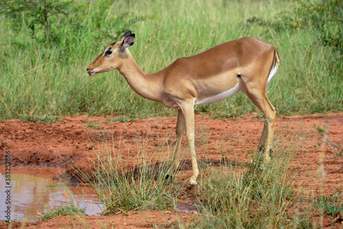 Impala  femelle  Aepyceros melampus