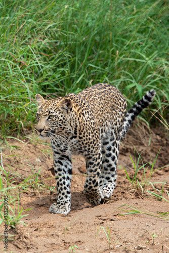 Léopard, Panthère, Panthera pardus, Afrique du Sud © JAG IMAGES