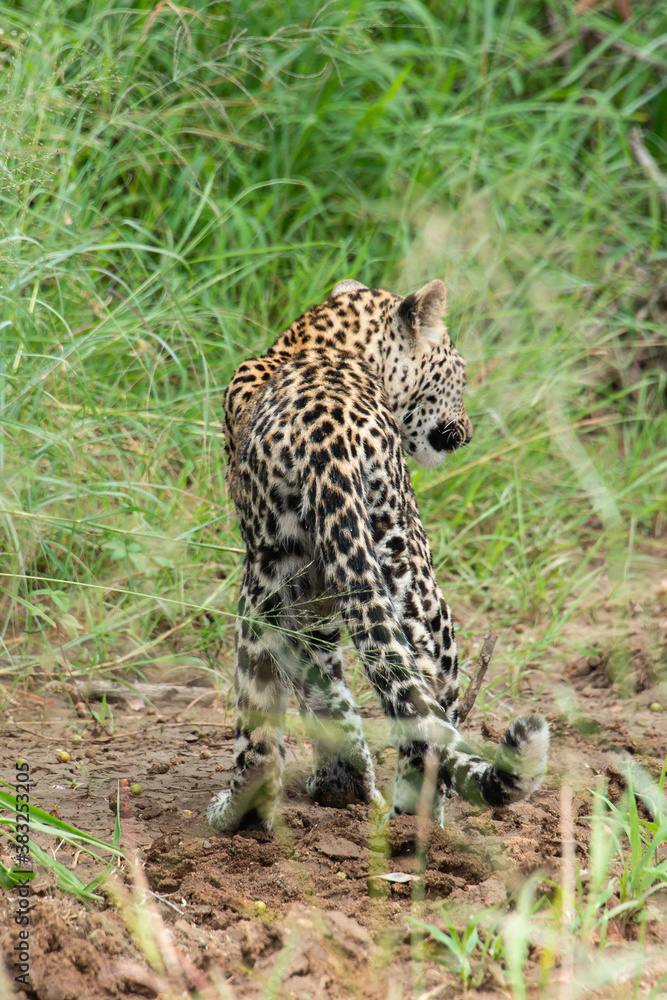 Léopard, Panthère, Panthera pardus, Afrique du Sud Léopard, Panthère, Panthera pardus, Afrique du Sud