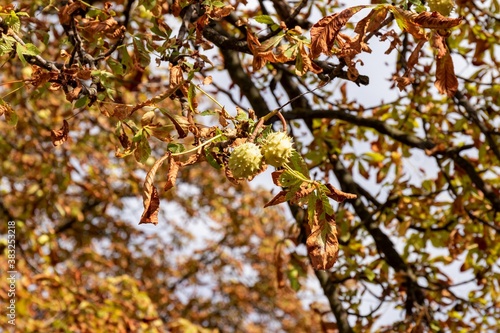 Green prickly horse chestnut fruit on a tree branch with dry leaves