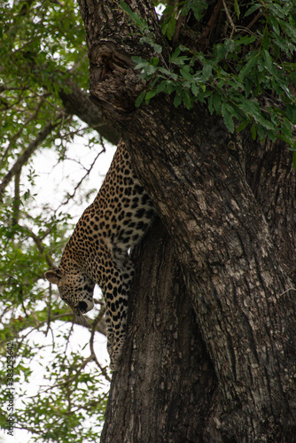 L  opard  Panth  re  Panthera pardus  Afrique du Sud