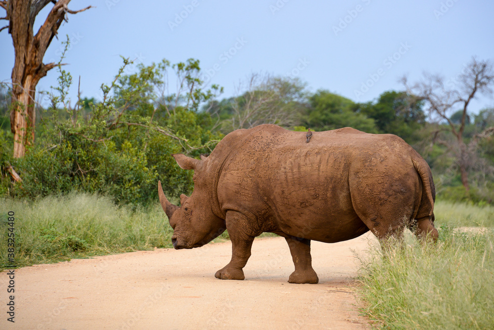 Fototapeta premium Rhinocéros blanc, white rhino, Ceratotherium simum, Parc national Kruger, Afrique du Sud