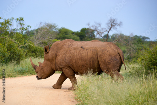 Rhinoc  ros blanc  white rhino  Ceratotherium simum  Parc national Kruger  Afrique du Sud