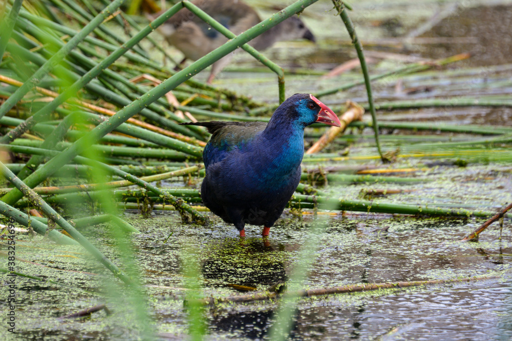 Fototapeta premium Talève sultane, Poule sultane,.Porphyrio porphyrio, Western Swamphen