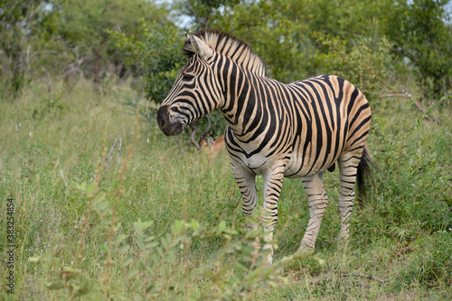 Z  bre de Burchell  Equus quagga burchelli  Parc national Kruger  Afrique du Sud