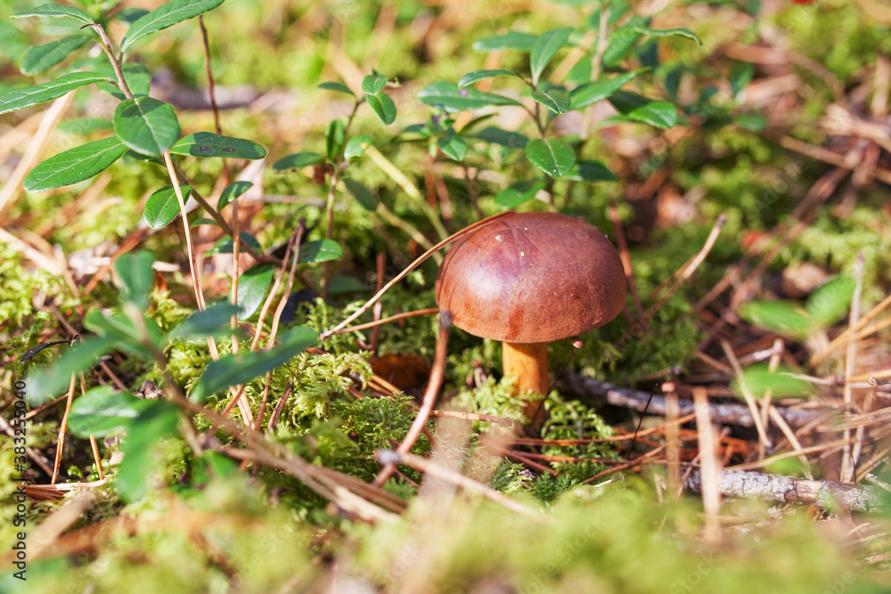 Cute mushroom is growing in the grass in the forest. Beautiful small brown cap of a cep is in the focus. It is vegetarian diet food. Cute mushroom is growing in the grass in the forest. Beautiful small brown cap of a cep is in the focus. It is vegetarian diet food.
