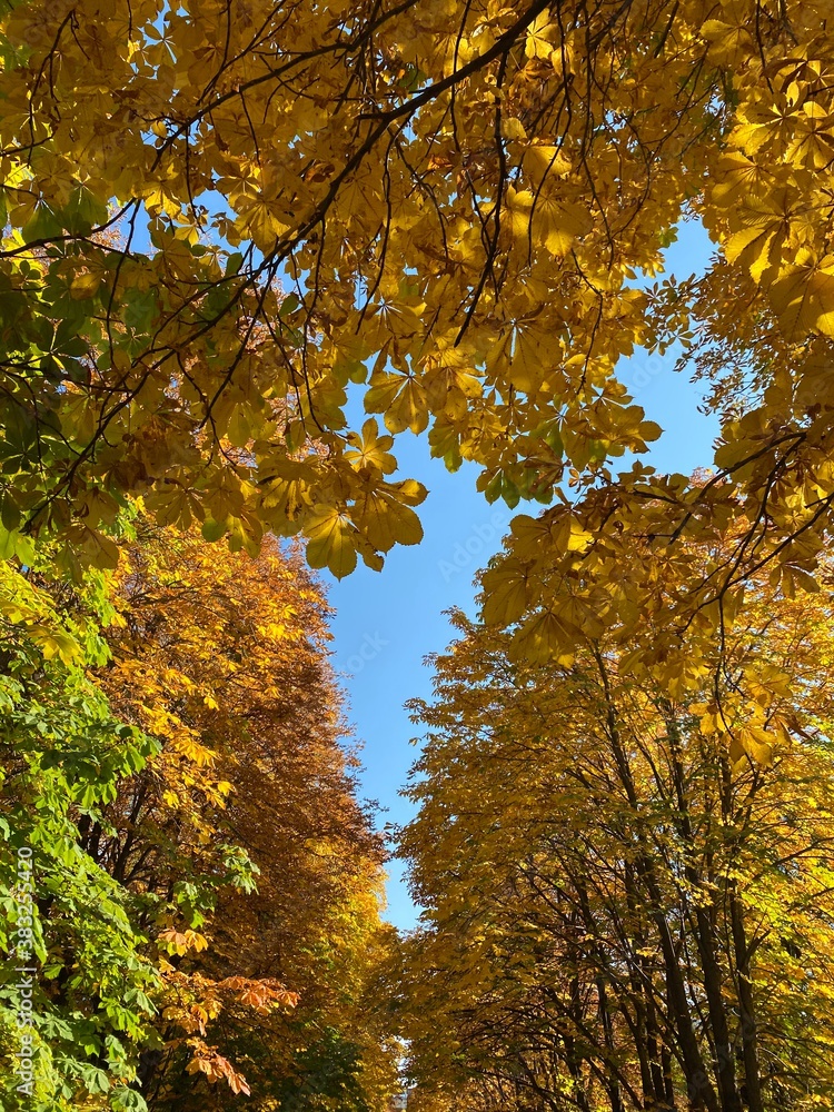 autumn in the park autumn in the park