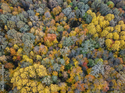 Aerial - Autumn forest colorful trees