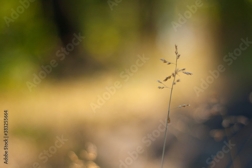 grass in the morning