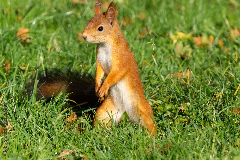 A red fluffy squirrel stands on its hind legs A red fluffy squirrel stands on its hind legs