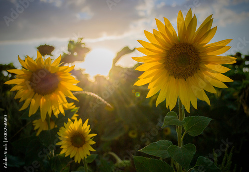 sunflowers in the field