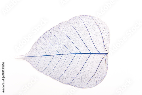 Blue sceleton of leaf on a white background. Artificial autumn leave, closeup, flat lay.