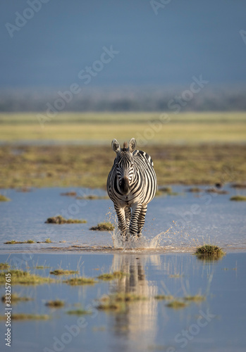Vertical portrait of an adult zebra walking towards camera in water in wet plains of Amboseli Kenya