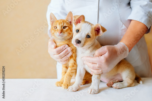 Vet examining dog and cat. Puppy and kitten at veterinarian doctor. Animal clinic. Pet check up and vaccination. Health care.
