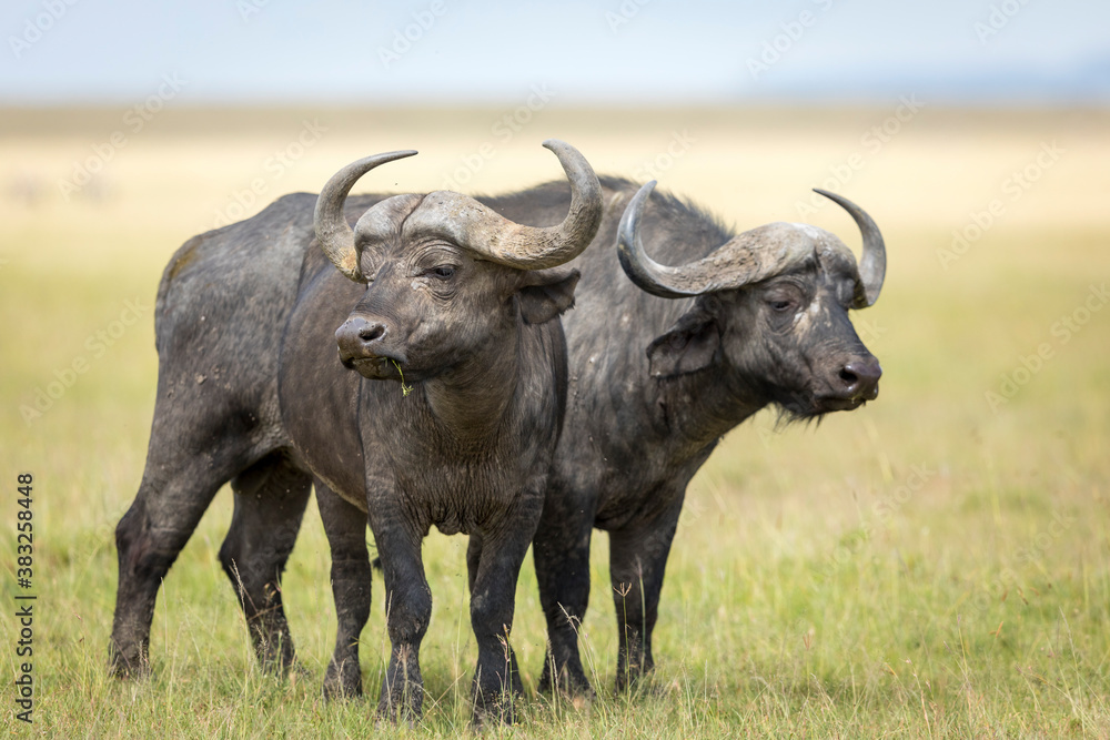 Two buffalo bulls standing alert in the Masai Mara plains in Kenya Two buffalo bulls standing alert in the Masai Mara plains in Kenya