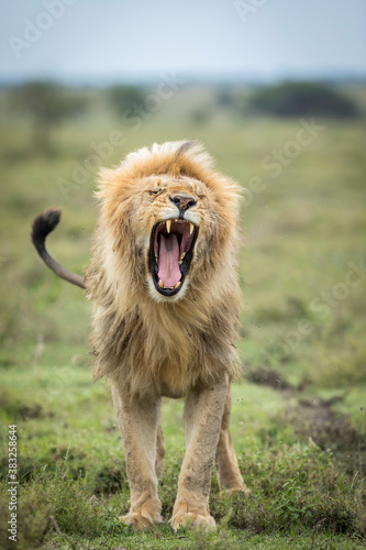 Vertical portrait of an adult male lion yawning in Ndutu Tanzania