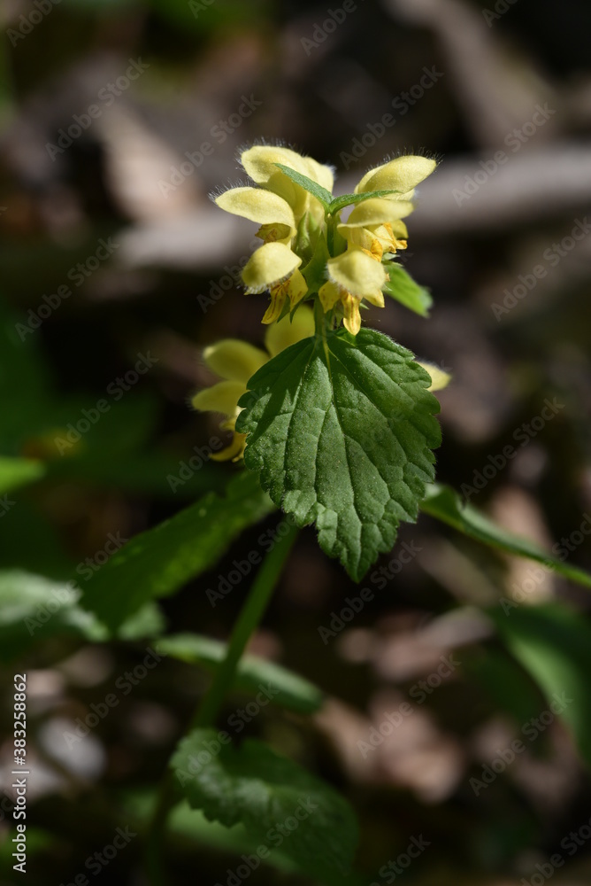 Lamium galeobdolon - Golden deadnettle - Goldnessel Lamium galeobdolon - Golden deadnettle - Goldnessel