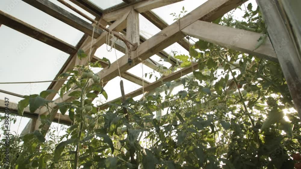 Growing Tomato Plants On A Wooden Green Garden House At Sunshine Morning. - Tilt-Up Shot Growing Tomato Plants On A Wooden Green Garden House At Sunshine Morning. - Tilt-Up Shot