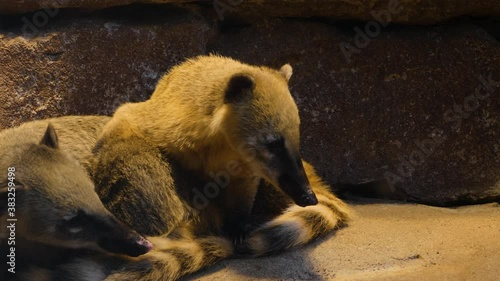 Two coatimundi resting in a corner, one of them is moving around and grooming. photo