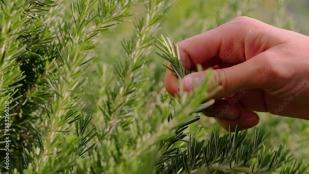 Fresh rosemary herb grows outdoor Fresh rosemary herb grows outdoor
