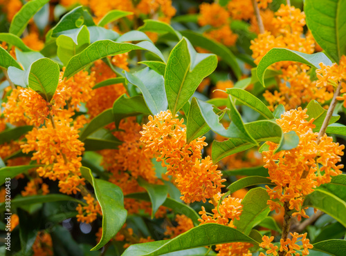 Yellow flowers of Sweet Osmanthus Osmanthus fragrans var. aurantiacus - are blooming,Close up,Blurred green leaves background.