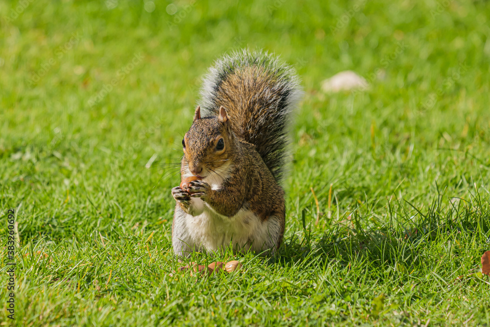 Obraz premium Squirrel eating hazelnut fruit in garden 