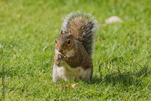 Squirrel eating hazelnut fruit in garden 