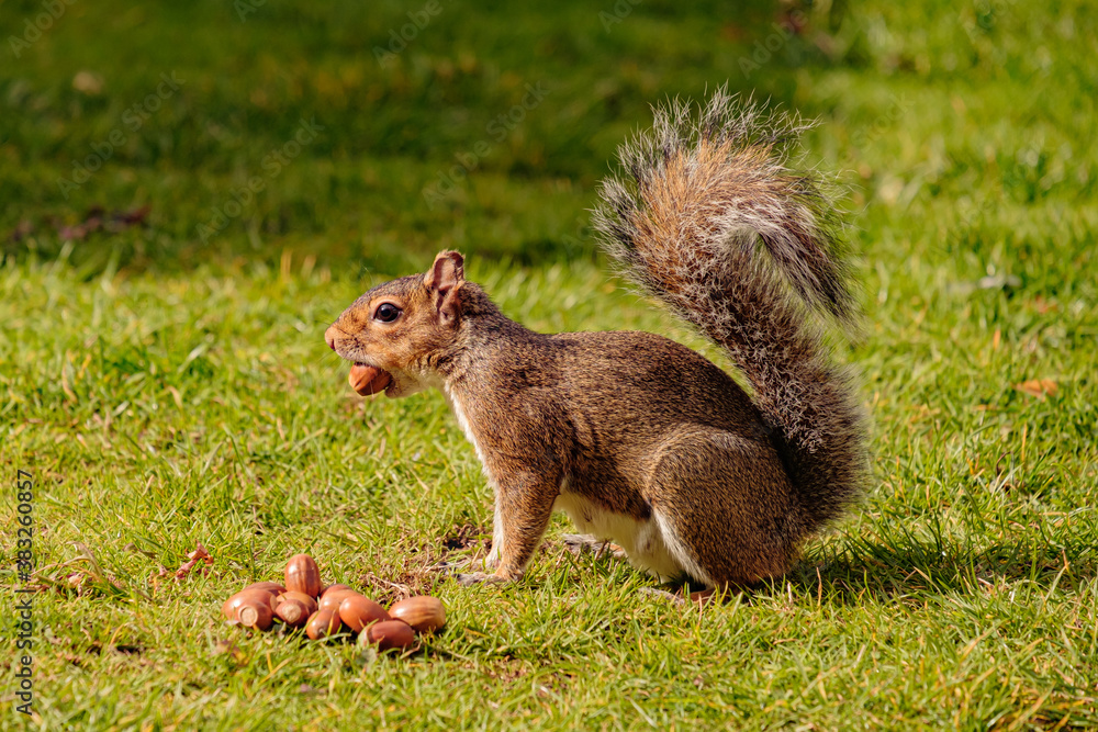 Squirrel eating hazelnut fruit in garden
Squirrel eating hazelnut fruit in garden