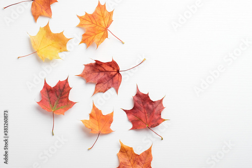 Autumn creative composition. Red and yellow maple leaves on white background. Flat lay, top view. Season background. Autumn, fall concept.
