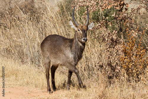 Photography Waterbuck male ram (Kobus ellipsiprymnus) standing in front of trees with autumn