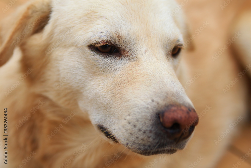 golden retriever portrait golden retriever portrait