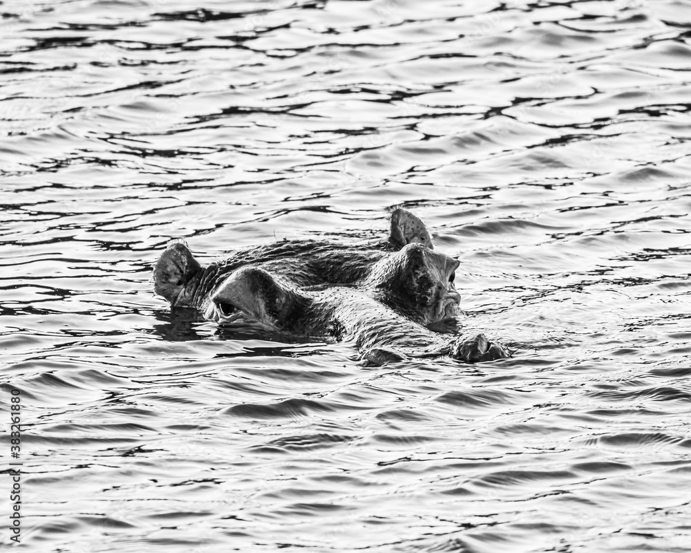 Fototapeta premium Hippopotamus