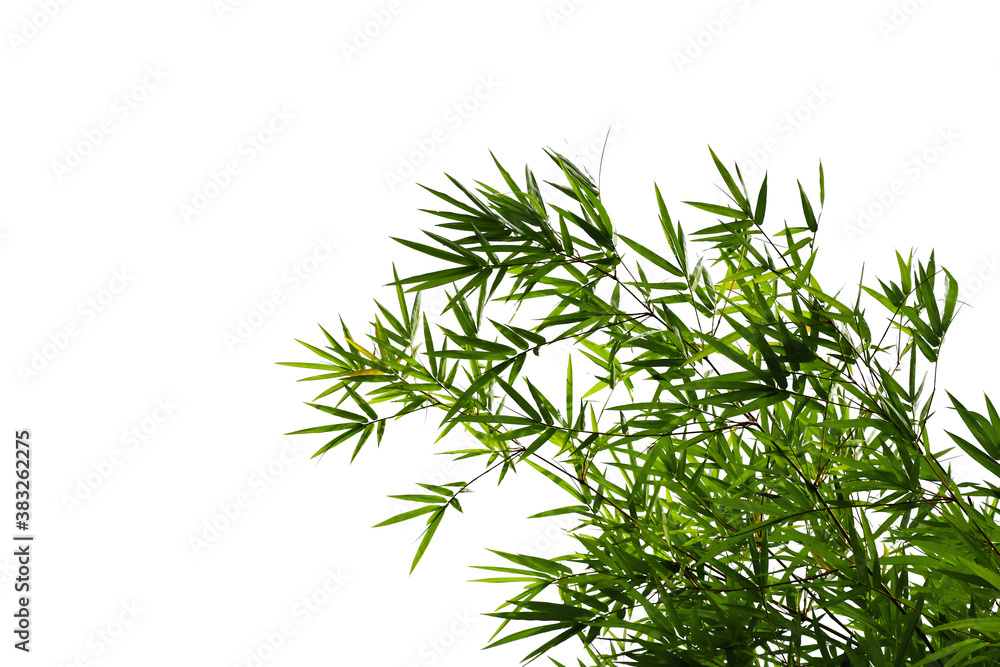 Branches of bamboo tree isolated on white background Branches of bamboo tree isolated on white background