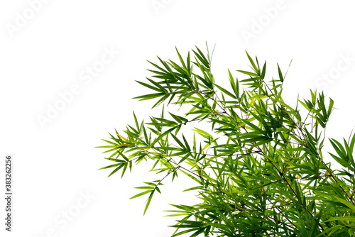 Branches and leaves of bamboo tree isolated on white background