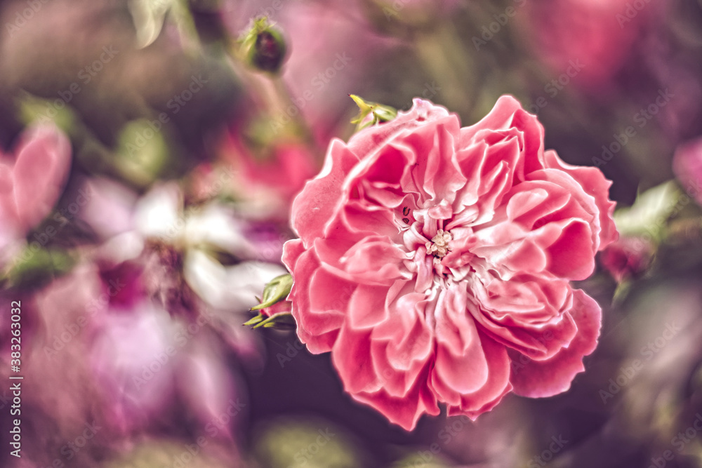 pink and white peony pink and white peony