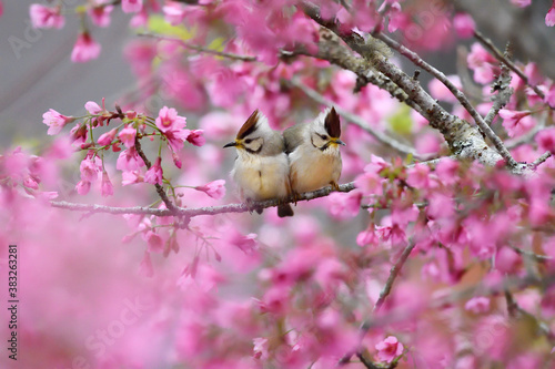 Two birds in pink cherry blossom tree