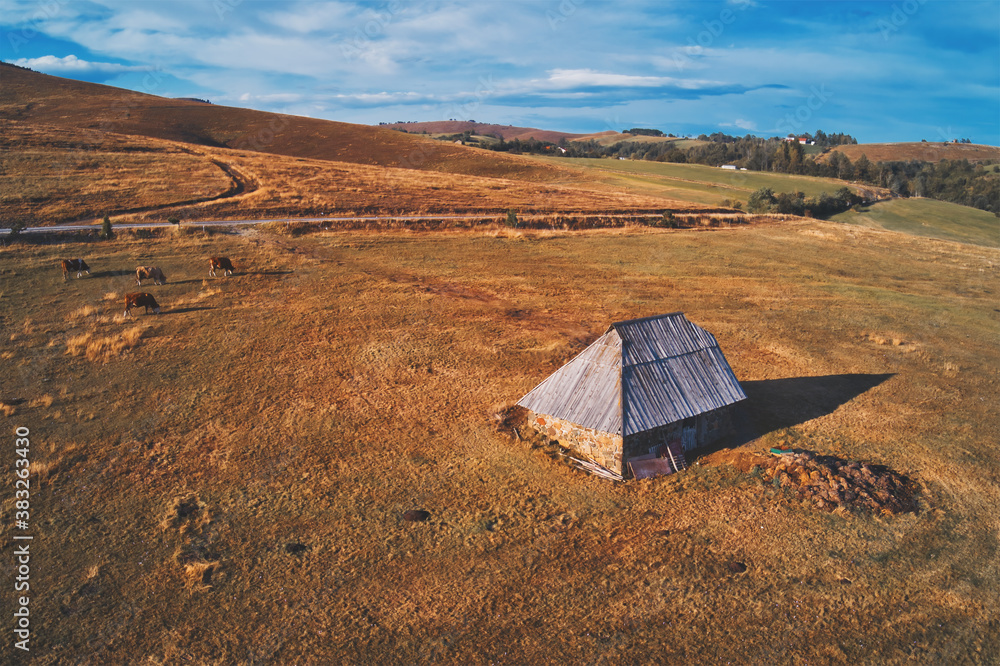 Obraz premium Traditional cowherds's cottage on pasture field on mount Zlatibor in Serbia